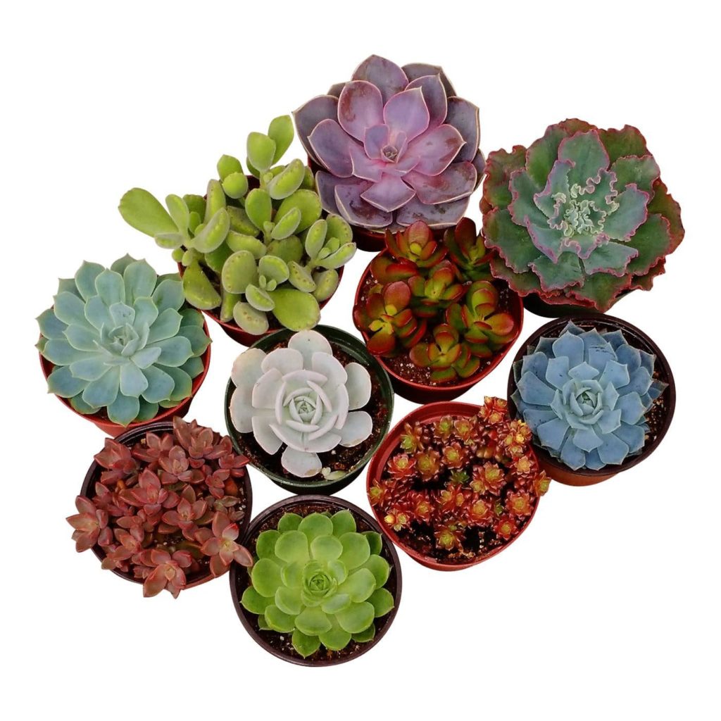 amazon succulents - mother's day gifts 2018